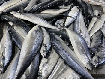 High angle view of fish for sale at market