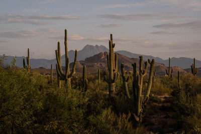 Cactus growing in desert against sky