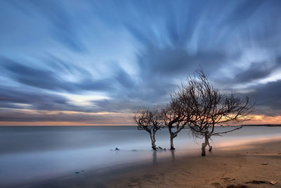 Tree by sea against sky during sunset