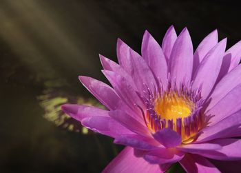 Close-up of purple water lily