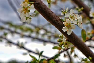 Close-up of white cherry blossom on tree