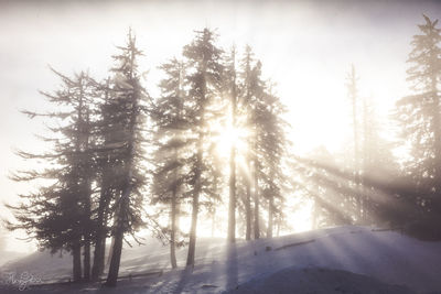 Trees on snow covered landscape