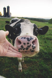 Close-up of hand touching cow