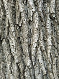 Full frame shot of tree trunk