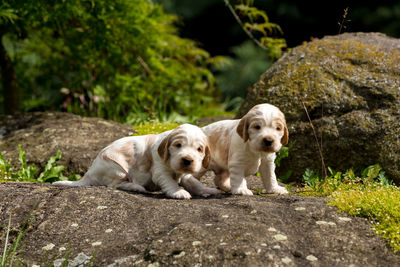 View of dogs on rock