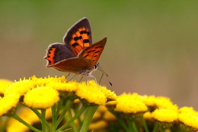 Close-up of butterfly pollinating on yellow flower