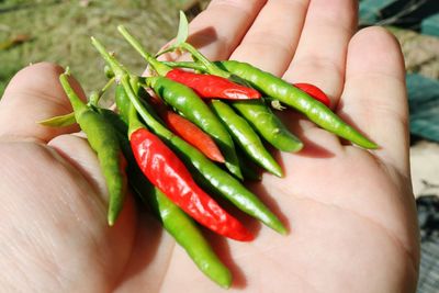 Close-up of hand holding red chili peppers