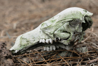 Close-up of animal skull