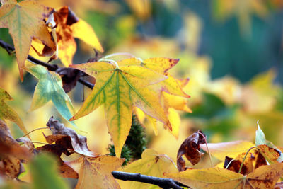 Close-up of maple leaf on tree