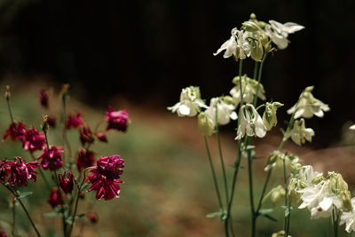 Close-up of wilted flowering plant