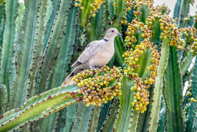 Close-up of bird perching on a plant