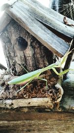 Close-up of insect