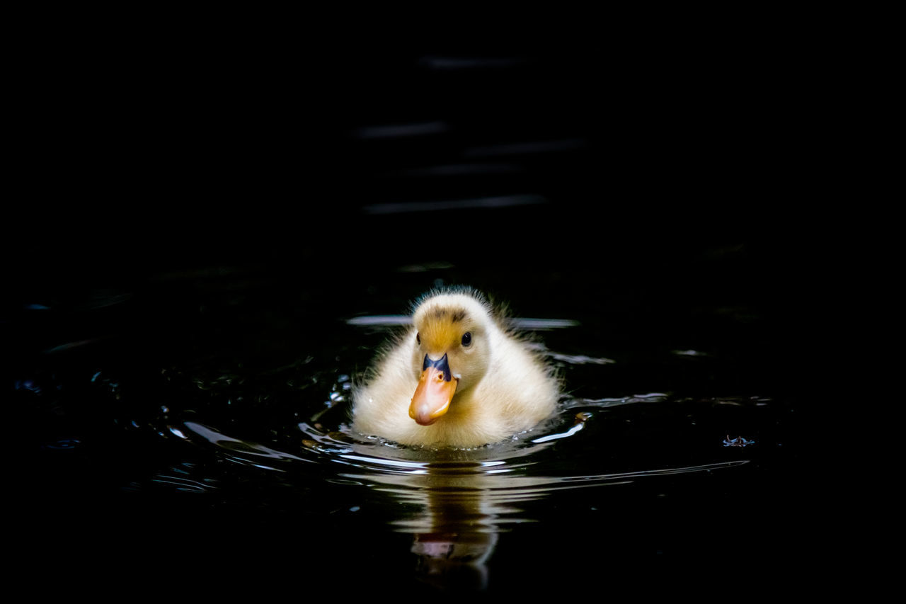 BIRD IN A LAKE