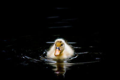 Duck swimming in a lake