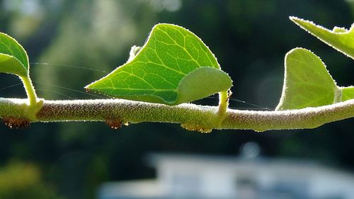 Close-up of plant growing outdoors