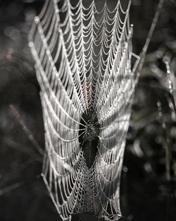 spider web