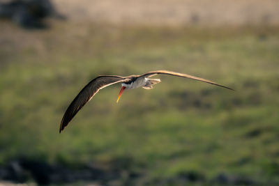 Bird flying against sky