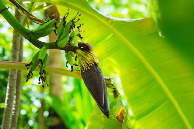 Close-up of bird perching on plant