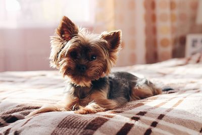 Close-up of dog relaxing on bed at home