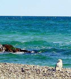 Scenic view of sea