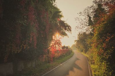 Road amidst trees against sky during sunset