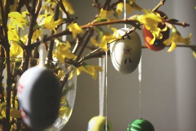 Easter eggs hanging on plant at home