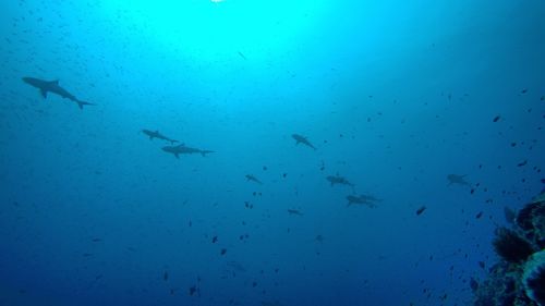 Flock of fish in sea