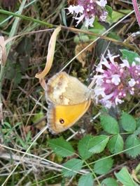 Close-up of butterfly on plant