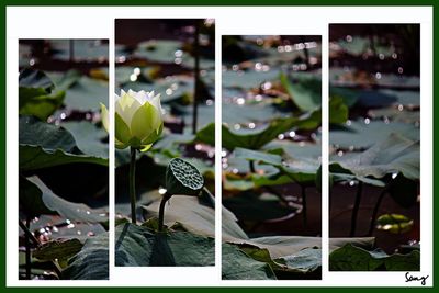 Digital composite image of plants and leaves