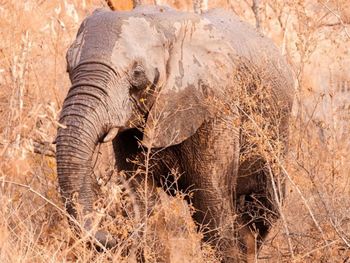 Close-up of elephant on field