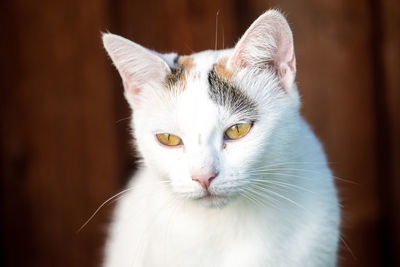 Close-up portrait of a cat