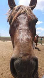 Close-up of horse standing on sand