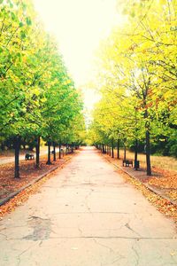 Empty road passing through forest