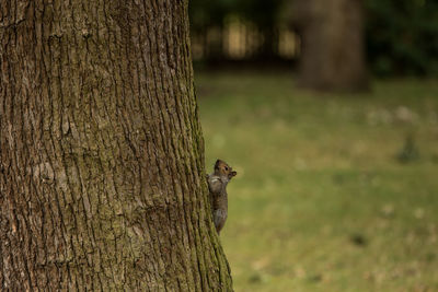 Close-up of squirrel on tree trunk