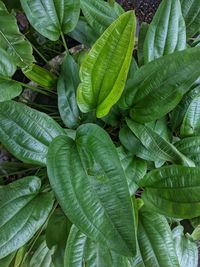 Full frame shot of leaves