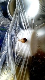 Close-up of insect on water