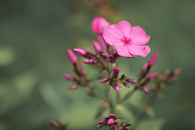 Close-up of pink flowering plant