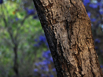 Close-up of tree trunk