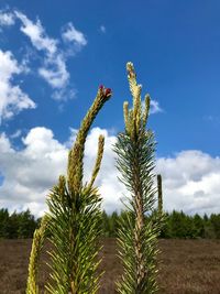 Low angle view of fresh plants on field against sky