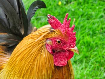 Close-up of rooster