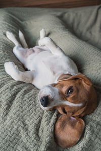 High angle view of dog resting on bed at home