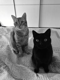 Portrait of kitten sitting at home