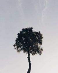 Low angle view of tree against sky