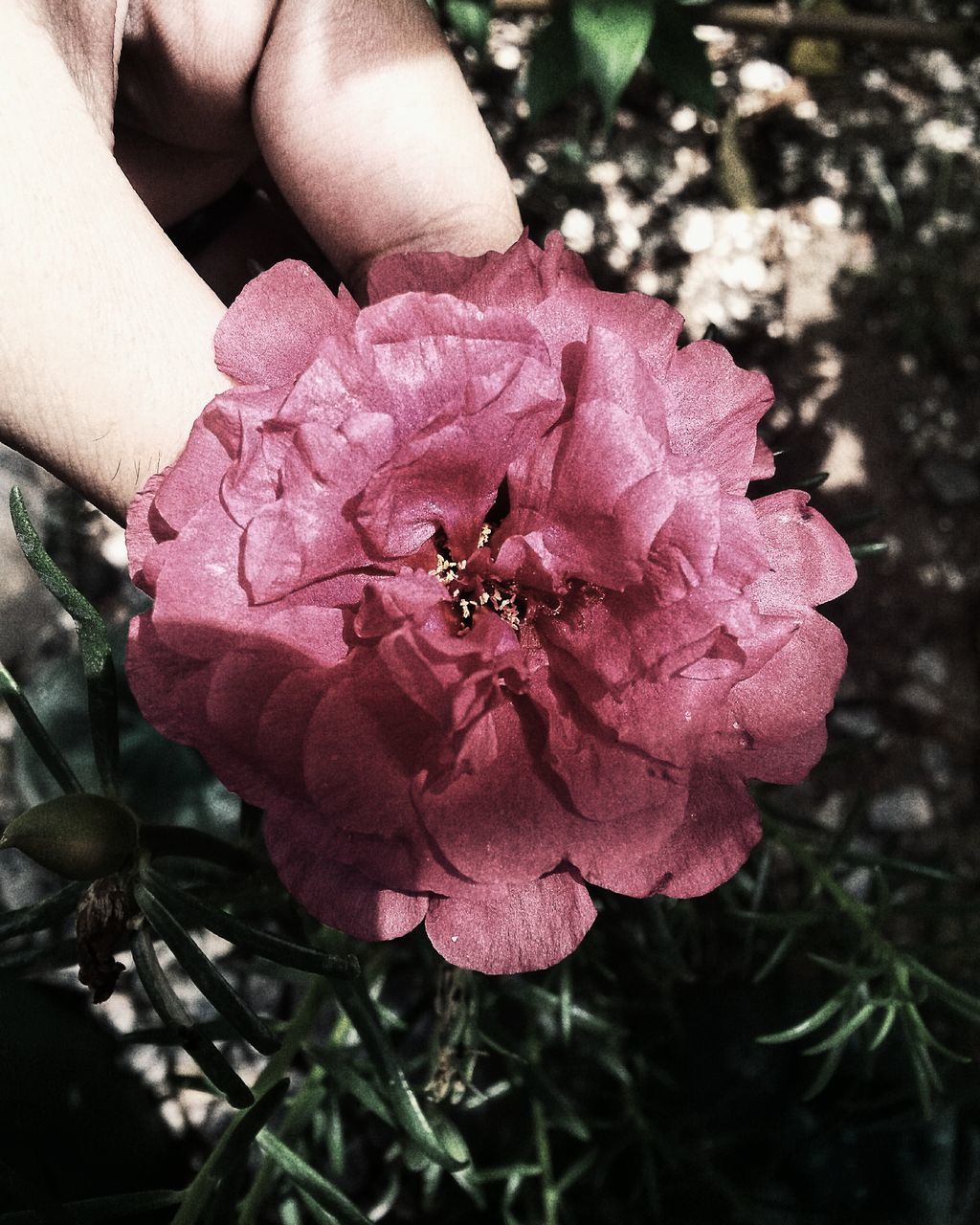 CLOSE-UP OF HAND HOLDING PINK PETALS