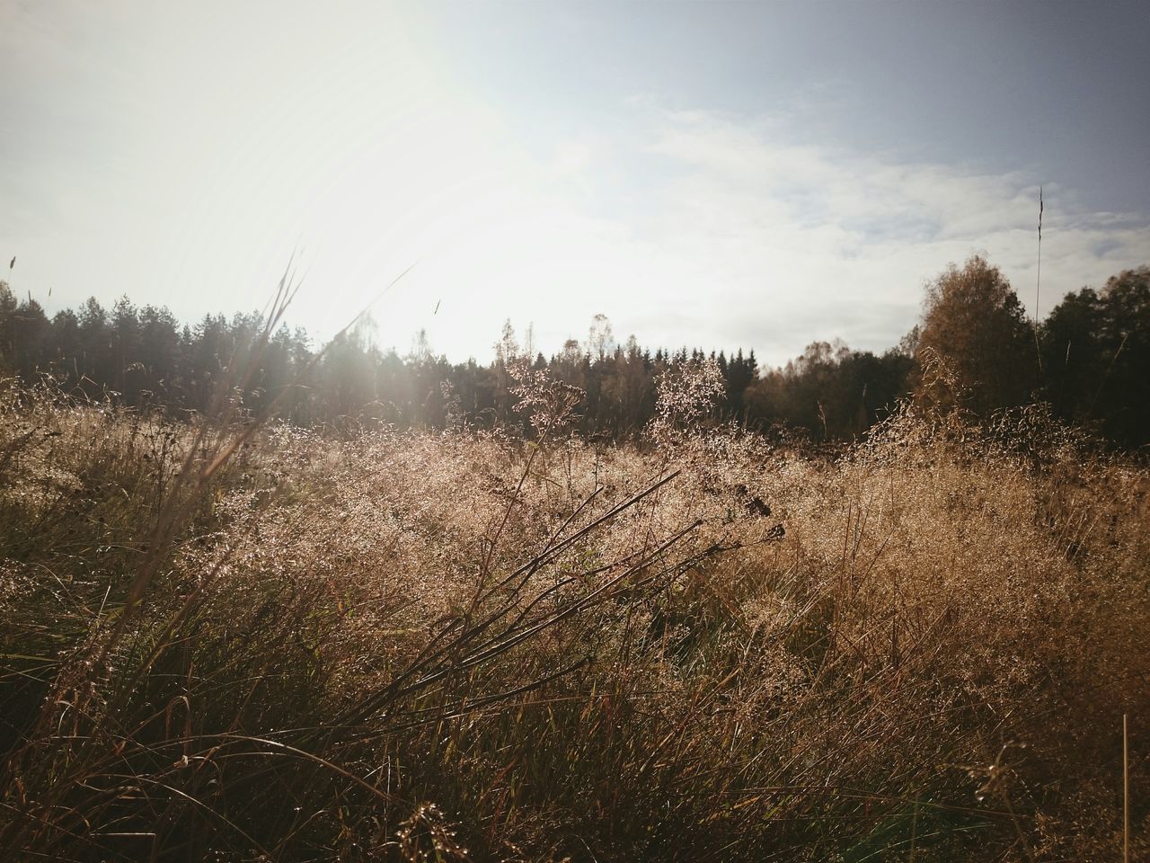 sky, tranquility, tree, tranquil scene, landscape, nature, field, scenics, beauty in nature, growth, sunlight, cloud - sky, sun, outdoors, plant, no people, rural scene, day, non-urban scene, idyllic