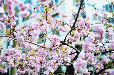 Low angle view of cherry blossoms in spring