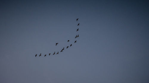 Low angle view of silhouette birds flying against clear sky