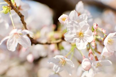 Close-up of white cherry blossom tree