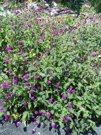 Pink flowers blooming outdoors