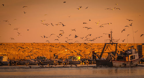 Birds flying over river